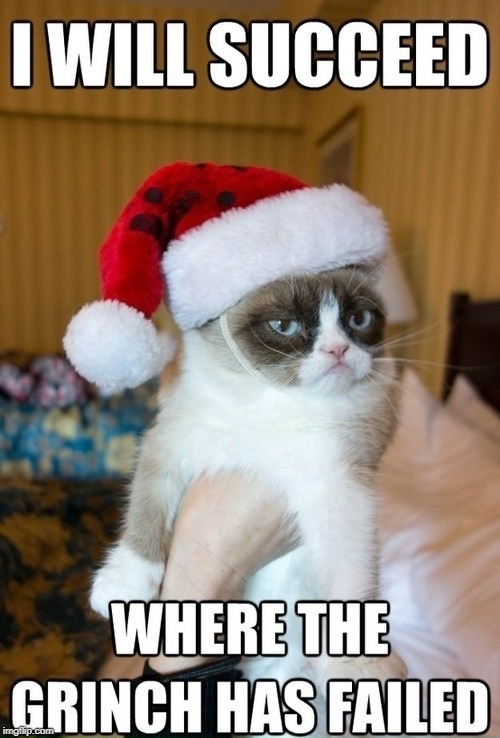 image tagged in grumpy cat | made w/ Imgflip meme maker