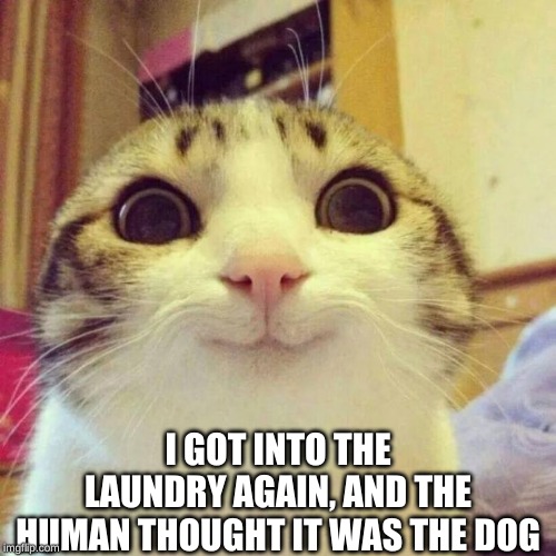 Smiling Cat Meme | I GOT INTO THE LAUNDRY AGAIN, AND THE HUMAN THOUGHT IT WAS THE DOG | image tagged in memes,smiling cat | made w/ Imgflip meme maker