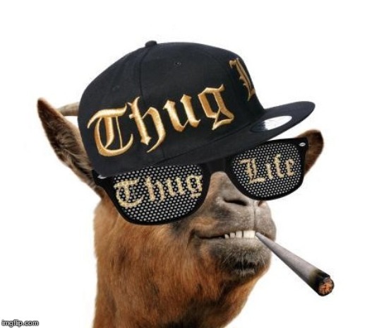 thug life camel | image tagged in thug life camel | made w/ Imgflip meme maker