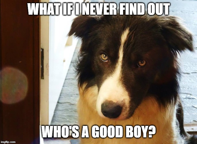 WHAT IF I NEVER FIND OUT; WHO'S A GOOD BOY? | image tagged in who's a good boy,dog,good boy | made w/ Imgflip meme maker