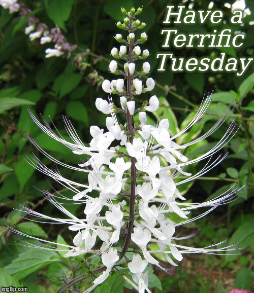 Have a Terrific Tuesday | Have a 
Terrific 
Tuesday | image tagged in memes,flowers,good morning,good morning flowers | made w/ Imgflip meme maker