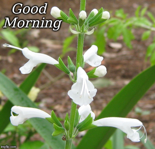 Good Morning | Good   

Morning | image tagged in memes,flowers,good morning,good morning flowers | made w/ Imgflip meme maker