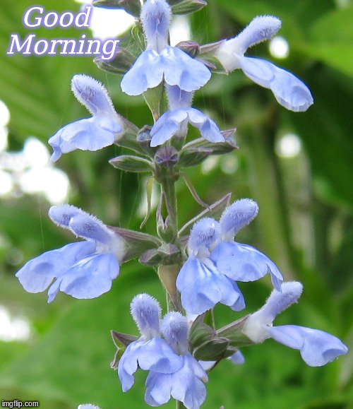 Good Morning | Good 
Morning | image tagged in memes,flowers,good morning,good morning flowers | made w/ Imgflip meme maker