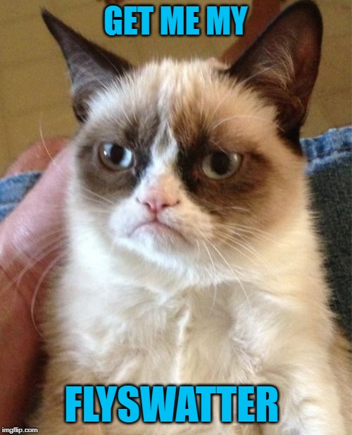 Grumpy Cat Meme | GET ME MY FLYSWATTER | image tagged in memes,grumpy cat | made w/ Imgflip meme maker