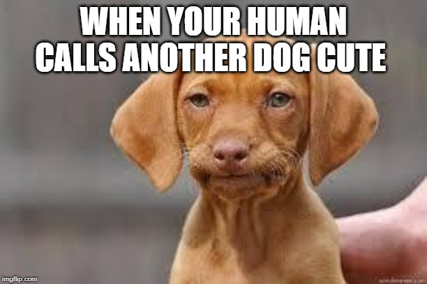 Disappointed Dog | WHEN YOUR HUMAN CALLS ANOTHER DOG CUTE | image tagged in disappointed dog | made w/ Imgflip meme maker