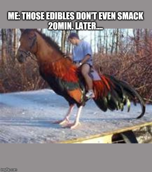 rooster | ME: THOSE EDIBLES DON'T EVEN SMACK
20MIN. LATER.... | image tagged in rooster | made w/ Imgflip meme maker