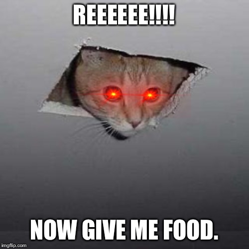 Ceiling Cat | REEEEEE!!!! NOW GIVE ME FOOD. | image tagged in memes,ceiling cat | made w/ Imgflip meme maker