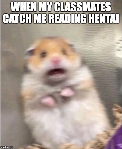 Scared Hamster | WHEN MY CLASSMATES CATCH ME READING HENTAI | image tagged in scared hamster | made w/ Imgflip meme maker