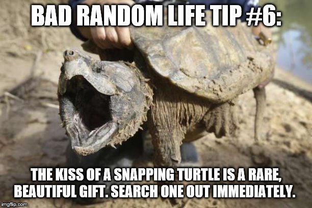 snapping turtle | BAD RANDOM LIFE TIP #6:; THE KISS OF A SNAPPING TURTLE IS A RARE, BEAUTIFUL GIFT. SEARCH ONE OUT IMMEDIATELY. | image tagged in snapping turtle | made w/ Imgflip meme maker