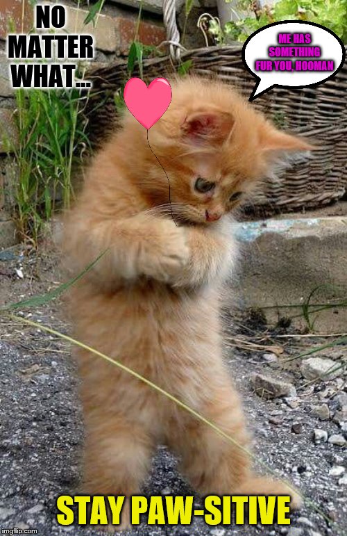i dont know what I am doing, cute cat, lovely cat dancer, dancer | NO MATTER WHAT... ME HAS SOMETHING FUR YOU, HOOMAN; STAY PAW-SITIVE | image tagged in i dont know what i am doing cute cat lovely cat dancer dancer | made w/ Imgflip meme maker