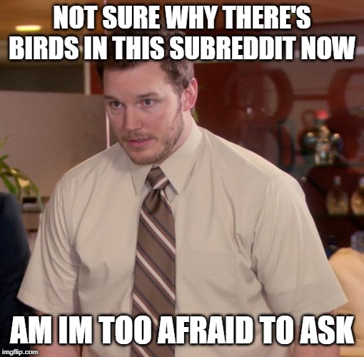 Chris Pratt - Too Afraid to Ask | NOT SURE WHY THERE'S BIRDS IN THIS SUBREDDIT NOW; AM IM TOO AFRAID TO ASK | image tagged in chris pratt - too afraid to ask,vancouver | made w/ Imgflip meme maker