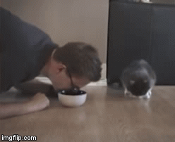 No That's Mine | image tagged in gifs,funny cats | made w/ Imgflip video-to-gif maker
