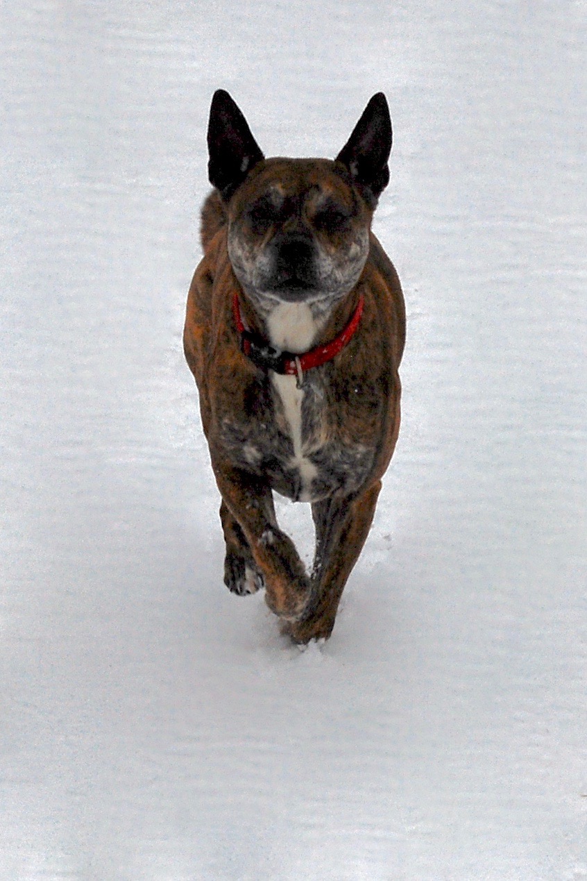 Doc running in snow Blank Meme Template