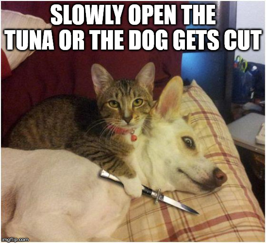 Warning killer cat | SLOWLY OPEN THE TUNA OR THE DOG GETS CUT | image tagged in warning killer cat | made w/ Imgflip meme maker