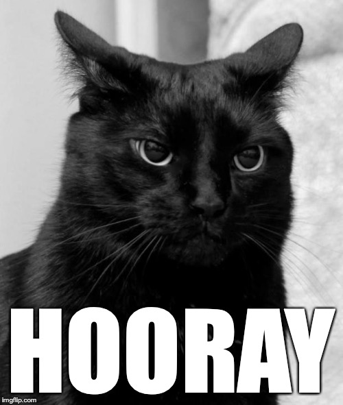 Black cat pissed | HOORAY | image tagged in black cat pissed | made w/ Imgflip meme maker