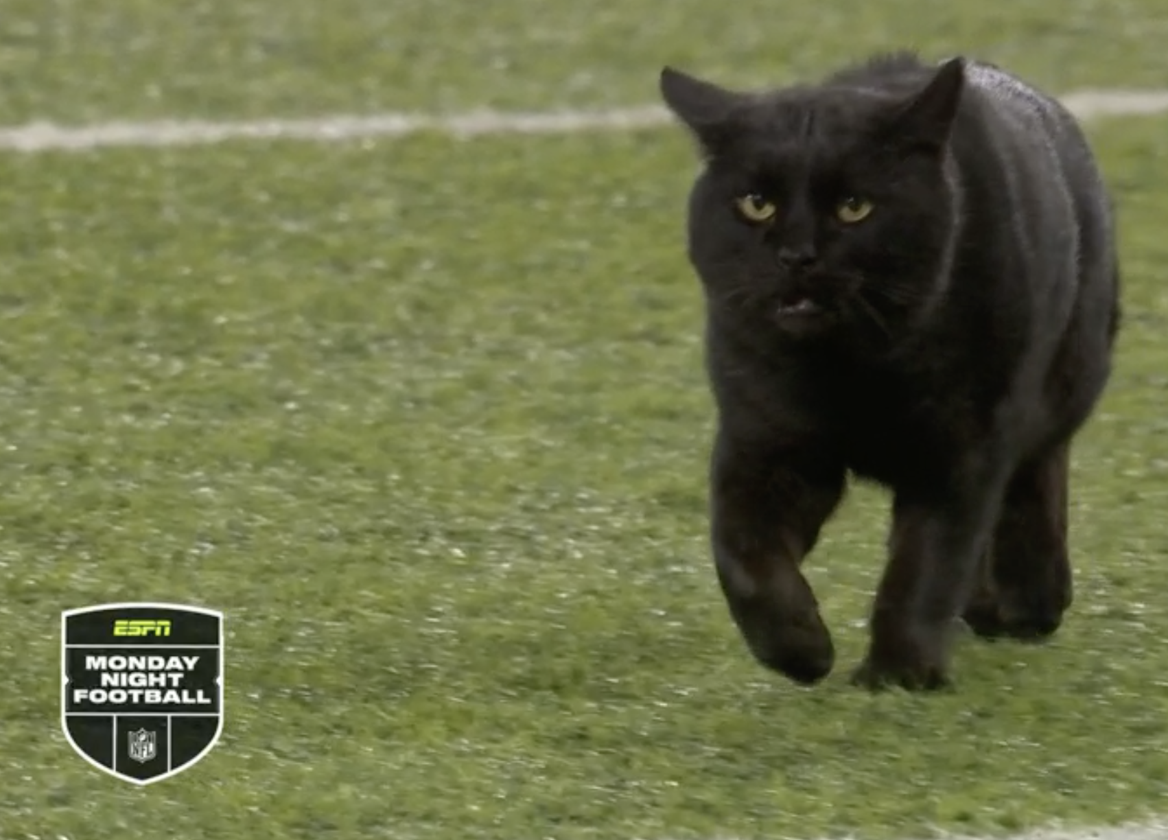 NFL black cat Blank Meme Template