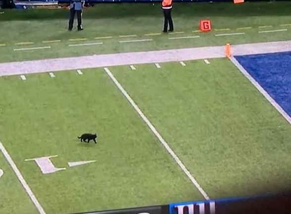 High Quality NY Giants cat Blank Meme Template