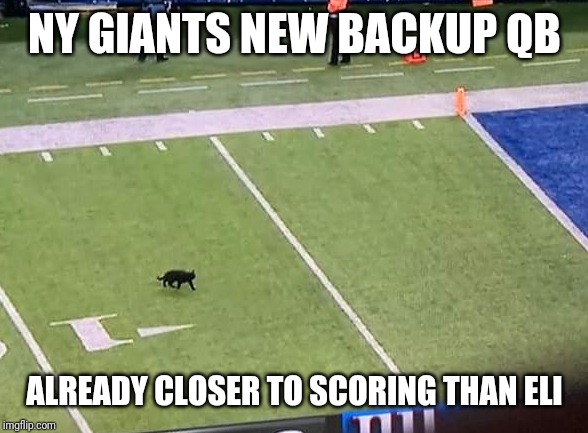 NY Giants cat | NY GIANTS NEW BACKUP QB; ALREADY CLOSER TO SCORING THAN ELI | image tagged in ny giants cat | made w/ Imgflip meme maker