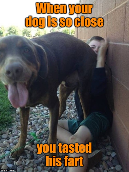 Sensory short circuit | When your dog is so close; you tasted his fart | image tagged in dog,butt in face,fart,taste the smell,gross | made w/ Imgflip meme maker
