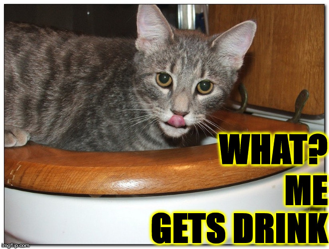 TOILET KITTEN | ME GETS DRINK; WHAT? | image tagged in toilet kitten | made w/ Imgflip meme maker