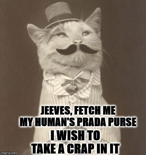 JEEVES | JEEVES, FETCH ME MY HUMAN'S PRADA PURSE; I WISH TO TAKE A CRAP IN IT | image tagged in jeeves | made w/ Imgflip meme maker