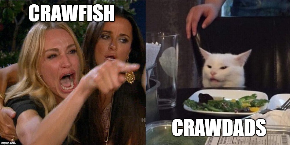 Woman yelling at cat
 crawfish crawdads | CRAWFISH; CRAWDADS | image tagged in woman yelling at cat,crawdads,crawfish | made w/ Imgflip meme maker