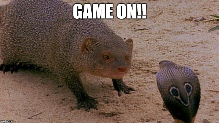 game on | GAME ON!! | image tagged in animals | made w/ Imgflip meme maker