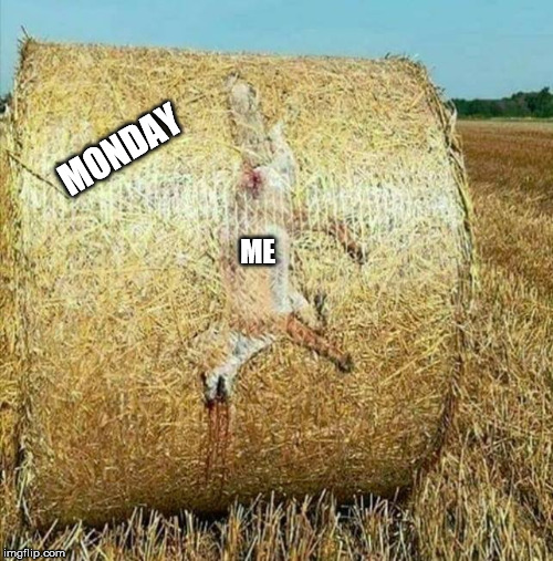 Fox in hay roll | ME MONDAY | image tagged in fox in hay roll | made w/ Imgflip meme maker