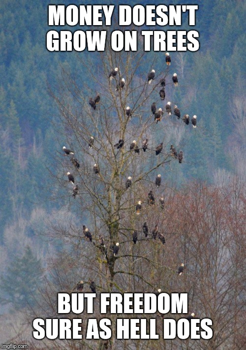 Freedom grows on trees | MONEY DOESN'T GROW ON TREES; BUT FREEDOM SURE AS HELL DOES | image tagged in bald eagle,freedom,tree | made w/ Imgflip meme maker