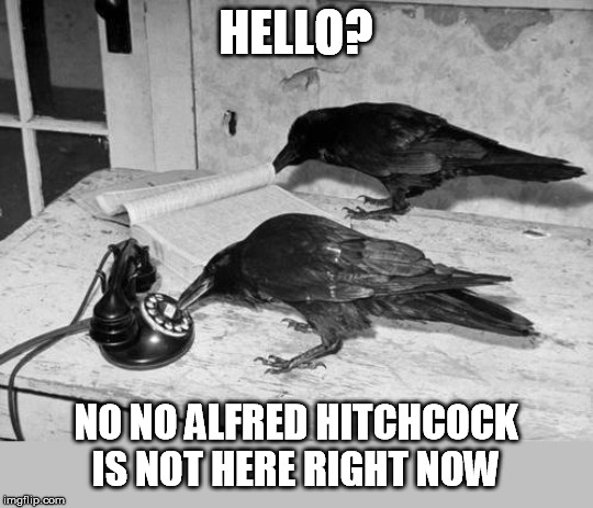 HELLO? NO NO ALFRED HITCHCOCK IS NOT HERE RIGHT NOW | made w/ Imgflip meme maker