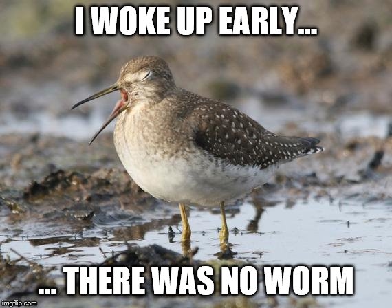 I WOKE UP EARLY... … THERE WAS NO WORM | image tagged in birds,worms | made w/ Imgflip meme maker