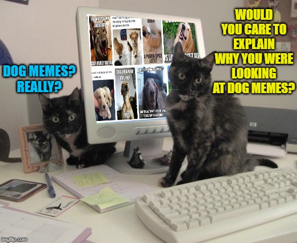 Jealous Cats | WOULD YOU CARE TO EXPLAIN WHY YOU WERE LOOKING AT DOG MEMES? DOG MEMES? REALLY? | image tagged in memes,cats,cat memes | made w/ Imgflip meme maker