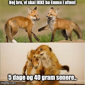 Party Fox | Nej bro, vi skal IKKE ha Emma i aften! 5 dage og 40 gram senere.. | image tagged in party fox | made w/ Imgflip meme maker