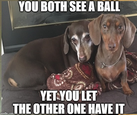 respectful dog mems | YOU BOTH SEE A BALL; YET YOU LET THE OTHER ONE HAVE IT | image tagged in dog memes,funny dog memes,respectful memes | made w/ Imgflip meme maker