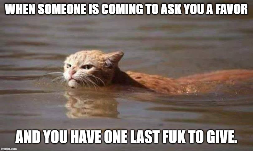 This cat looks like he's just out... | WHEN SOMEONE IS COMING TO ASK YOU A FAVOR; AND YOU HAVE ONE LAST FUK TO GIVE. | image tagged in cats,grumpy cat,pissed,funny,funny memes | made w/ Imgflip meme maker