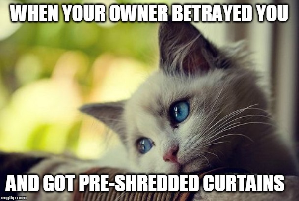 First World Problems Cat | WHEN YOUR OWNER BETRAYED YOU; AND GOT PRE-SHREDDED CURTAINS | image tagged in memes,first world problems cat | made w/ Imgflip meme maker