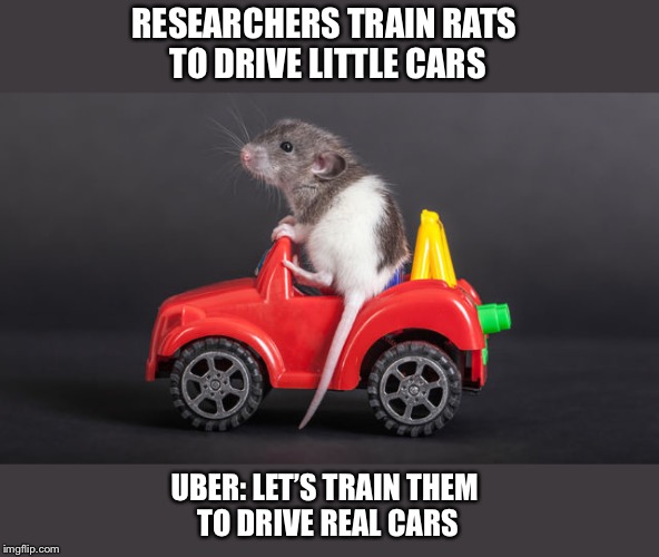 U of Richmond trains rats to drive little cars | RESEARCHERS TRAIN RATS 
TO DRIVE LITTLE CARS; UBER: LET’S TRAIN THEM 
TO DRIVE REAL CARS | image tagged in rats,driving cars,u of richmond,uber | made w/ Imgflip meme maker