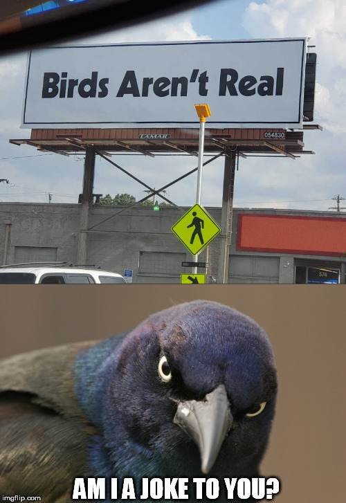 AM I A JOKE TO YOU? | image tagged in the original angry bird,am i a joke to you,birds,real,signs/billboards | made w/ Imgflip meme maker