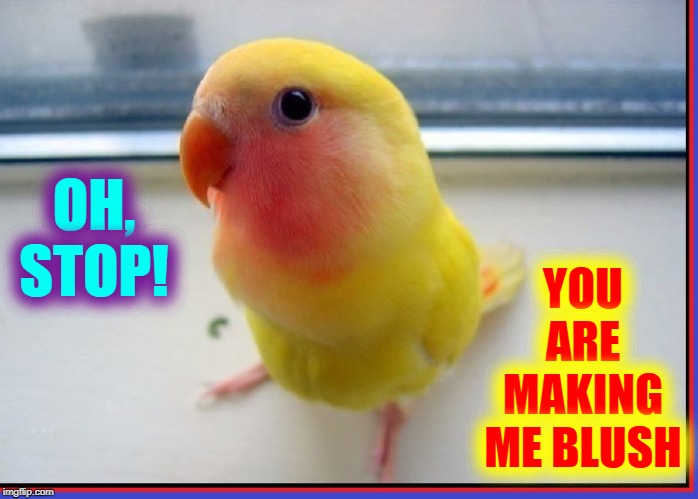 "Pretty Boy!  Pretty Boy!" | YOU ARE MAKING ME BLUSH; OH, STOP! | image tagged in vince vance,birds,blushing,embarrassed,cute parrot,love birds | made w/ Imgflip meme maker