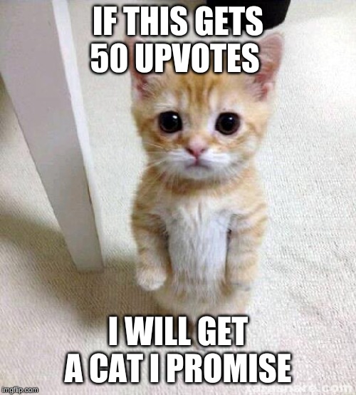 Cute Cat | IF THIS GETS 50 UPVOTES; I WILL GET A CAT I PROMISE | image tagged in memes,cute cat | made w/ Imgflip meme maker