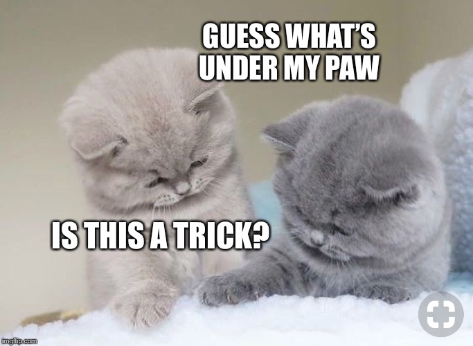 GUESS WHAT’S UNDER MY PAW; IS THIS A TRICK? | made w/ Imgflip meme maker