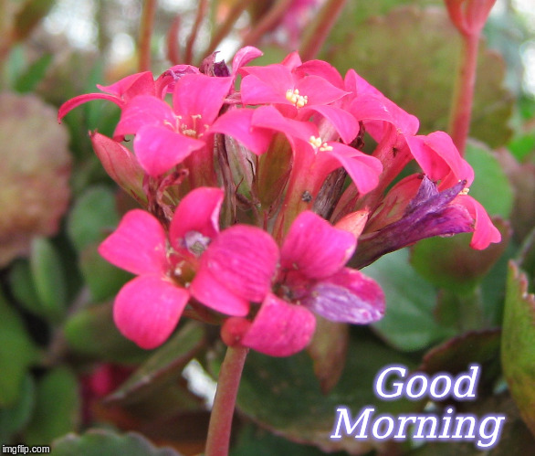 Good Morning | Good    
Morning | image tagged in memes,flowers,good morning,good morning flowers | made w/ Imgflip meme maker