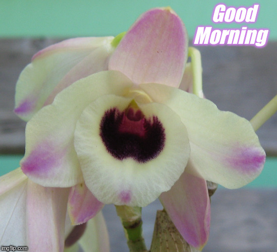 Good Morning | Good     
Morning | image tagged in memes,flowers,good morning,good morning flowers | made w/ Imgflip meme maker