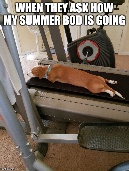 Summer bod | WHEN THEY ASK HOW MY SUMMER BOD IS GOING | image tagged in workout | made w/ Imgflip meme maker