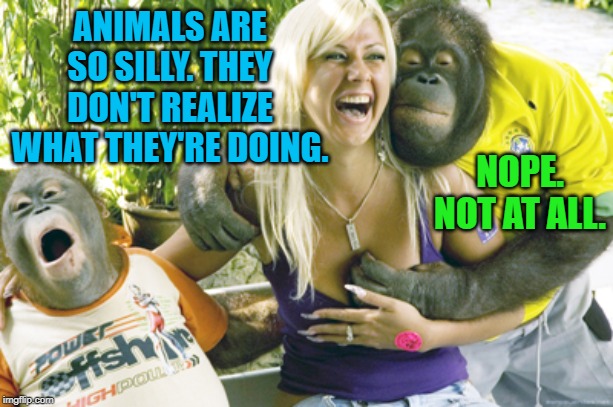 Woman groped by orangutan | ANIMALS ARE SO SILLY. THEY DON'T REALIZE WHAT THEY'RE DOING. NOPE. NOT AT ALL. | image tagged in woman groped by orangutan | made w/ Imgflip meme maker