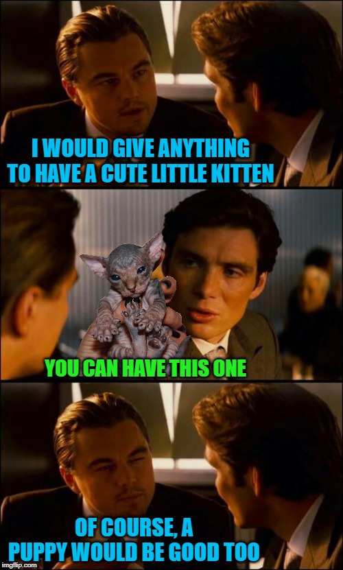 Hairless Cat | I WOULD GIVE ANYTHING TO HAVE A CUTE LITTLE KITTEN; YOU CAN HAVE THIS ONE; OF COURSE, A PUPPY WOULD BE GOOD TOO | image tagged in di caprio inception,kitten,cat,funny memes,memes | made w/ Imgflip meme maker