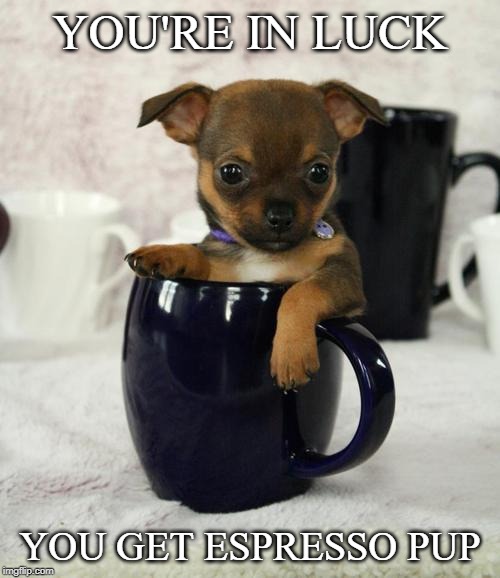 Dog with Coffee | YOU'RE IN LUCK; YOU GET ESPRESSO PUP | image tagged in dog with coffee | made w/ Imgflip meme maker