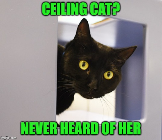 Wall Cat | CEILING CAT? NEVER HEARD OF HER | image tagged in memes,cat,ceiling cat,cat memes | made w/ Imgflip meme maker