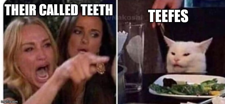 Cat at table | TEEFES; THEIR CALLED TEETH | image tagged in cat at table | made w/ Imgflip meme maker