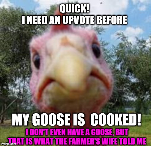 turkey SOS | QUICK!
I NEED AN UPVOTE BEFORE; MY GOOSE IS  COOKED! I DON'T EVEN HAVE A GOOSE, BUT THAT IS WHAT THE FARMER'S WIFE TOLD ME | image tagged in turkey,memes,funny memes | made w/ Imgflip meme maker